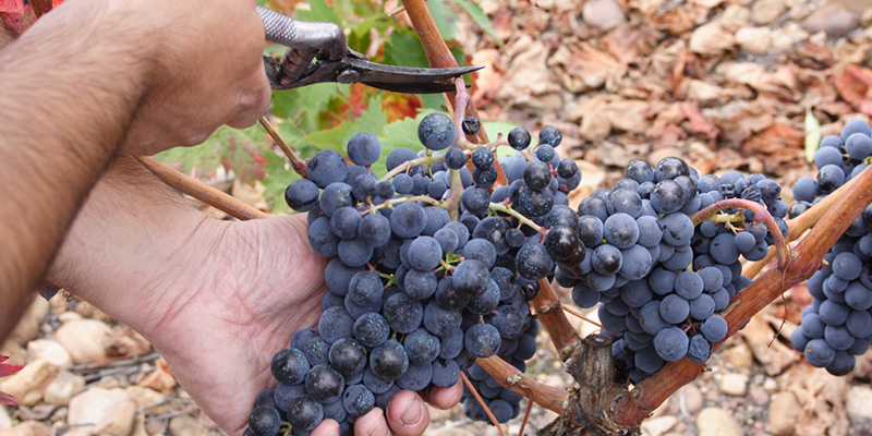 Small and aerated grapes