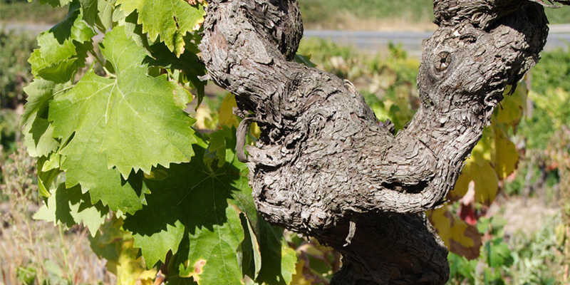 The vine is the origin of our wines